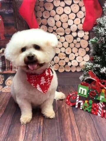 Perky Pearl, table mountaineer! — Unknown