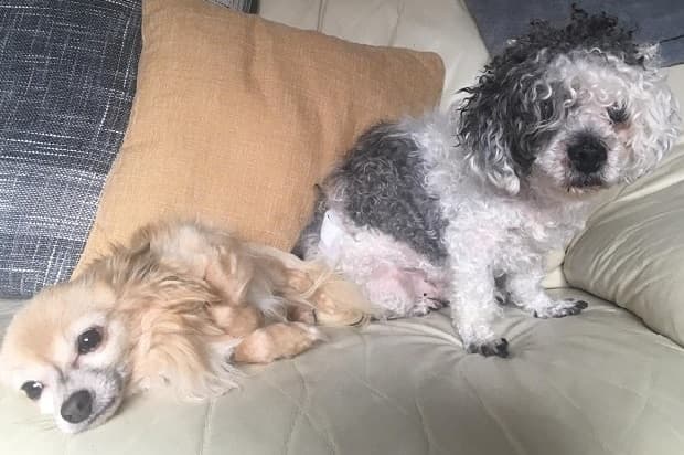 Alfie and Toodles — Unknown