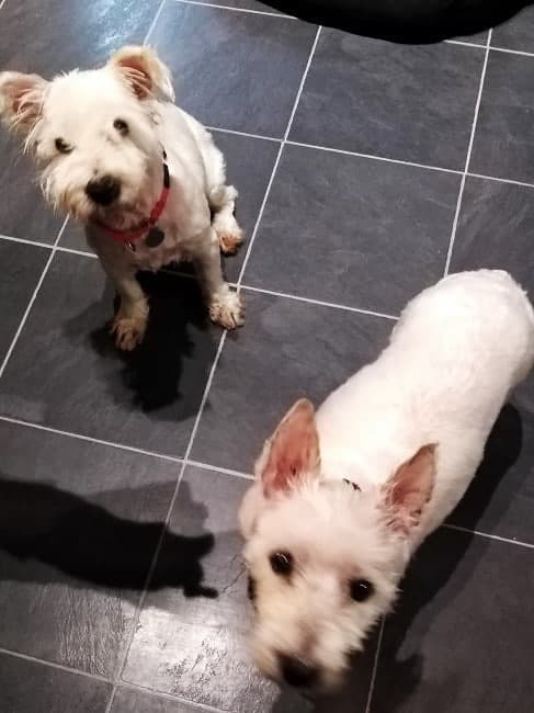 Pair of poppets, Bonnie & Daisy! — Unknown