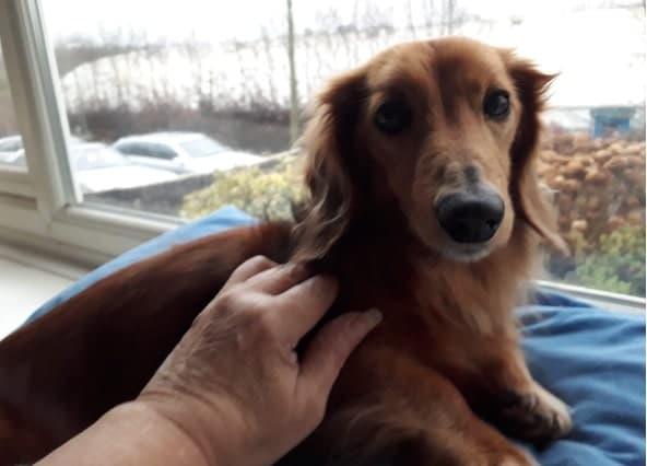 Chester Dachshund! — Unknown