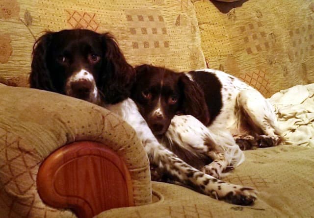 Archer & Angus — Unknown