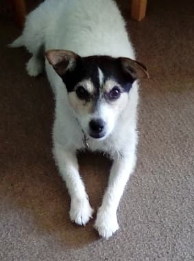 Aah, beautiful Bisto! — Unknown