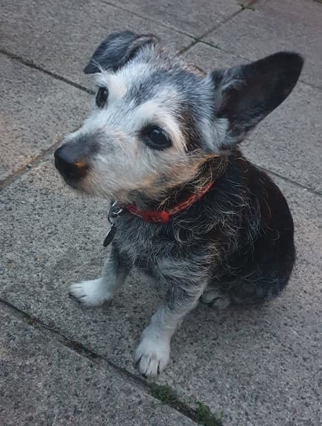 Loyal Little Jessie! — Unknown