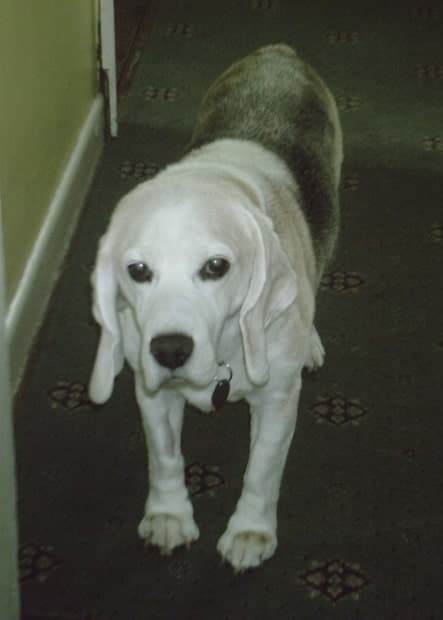 Bailey of Beagledom — Unknown