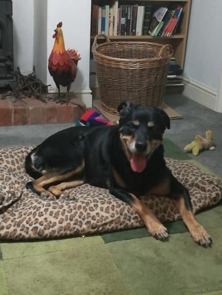 Beautiful Bella continues to flourish! — Unknown