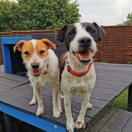 Paddy and Coco — Unknown