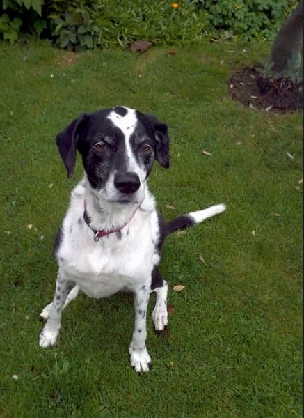 Sweet, speckled Millie! — Unknown