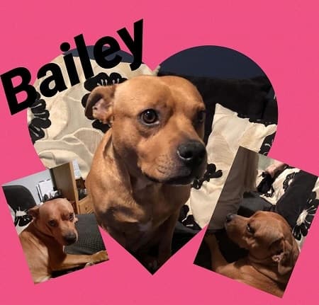 Bailey — Unknown
