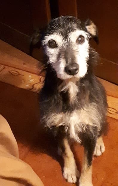 Super-sprightly Scamp! — Unknown