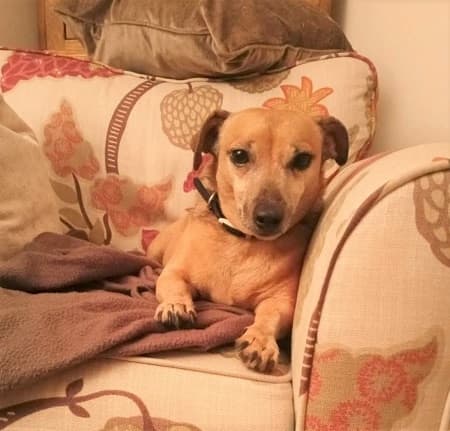 Mint and Pepper — Unknown