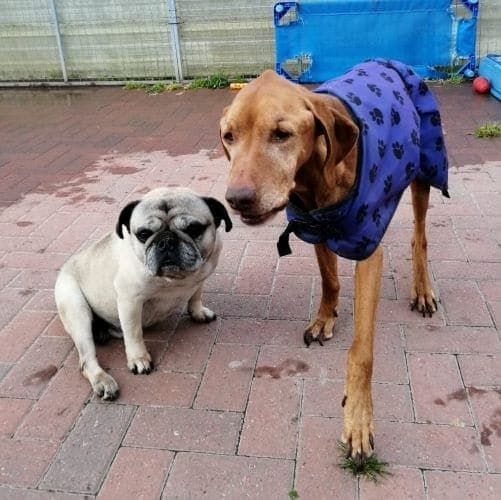 Alfie & Rocky — Unknown