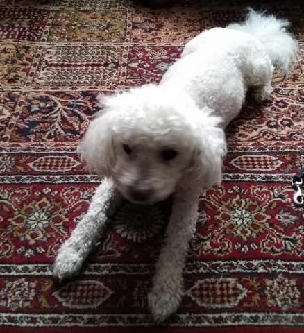 Sweet and snuggly Alfie! — Unknown