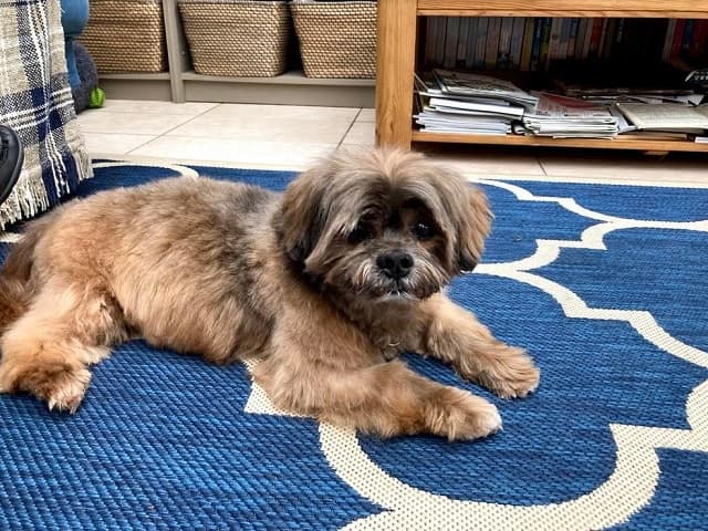 Lhasa Max fancypants! — Unknown