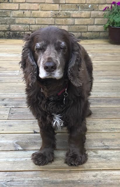 Beau the belle! — Unknown