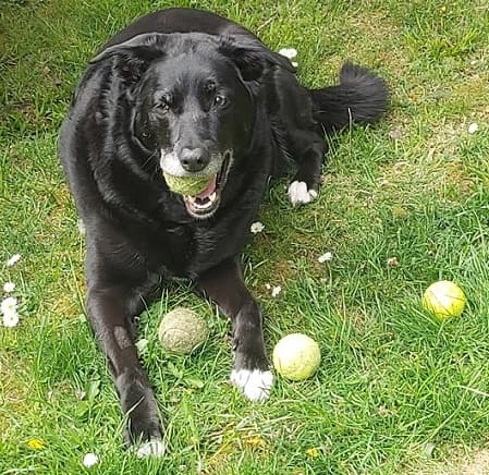 Ball-hoarding Coco — Unknown