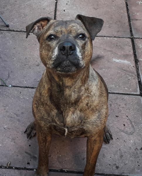 Caring, cuddly Skye — Unknown