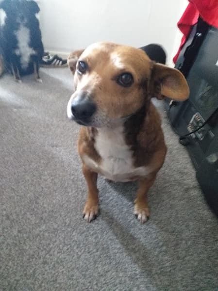 Sweetpea — Unknown