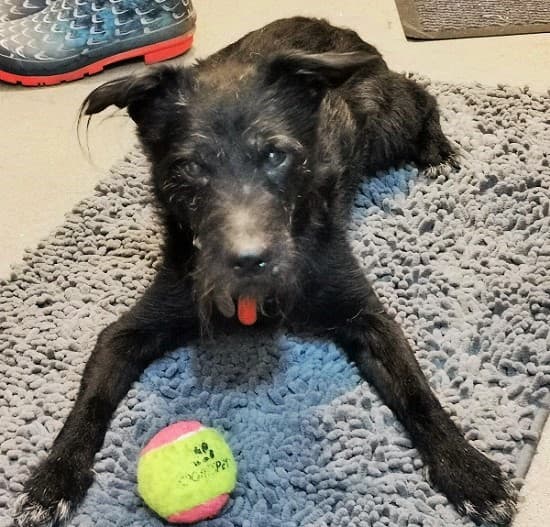 Sweetie-pie Ben! — Unknown