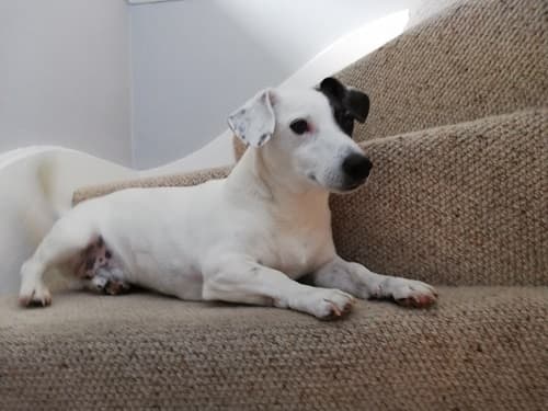 Alfie the postboy! — Unknown