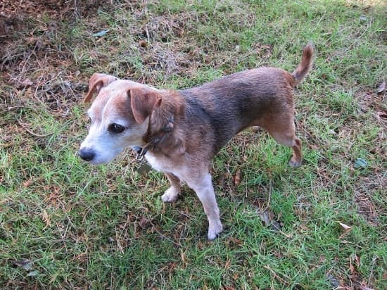 Kai — now Welsh Cai! — Unknown