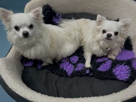 Tommy and Buttons — Unknown