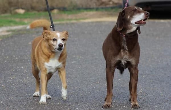 Leon & Rossi — Unknown