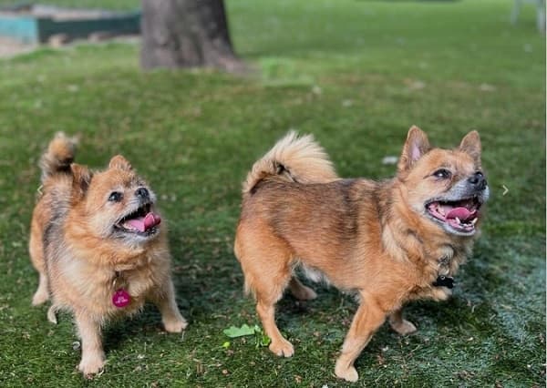 Bella & Dougie — Unknown