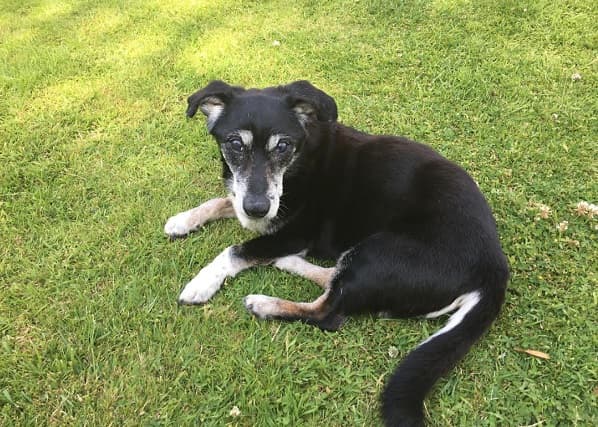 Travel-loving Toby — Unknown