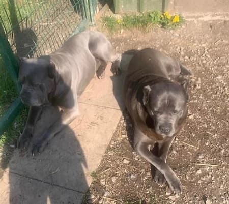 Kane and Caesar — Unknown