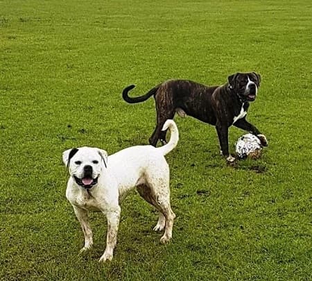 Nico and Nala — Unknown