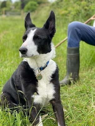 Playful Bob — Unknown