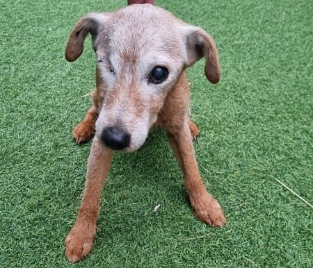 Little sweetie Fudge! — Unknown