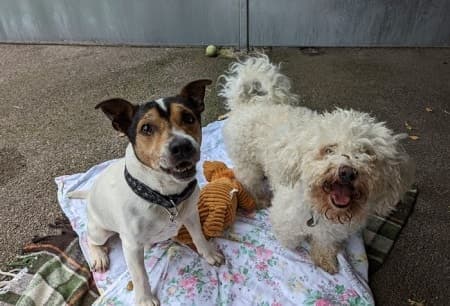 Patch and Milo — Unknown