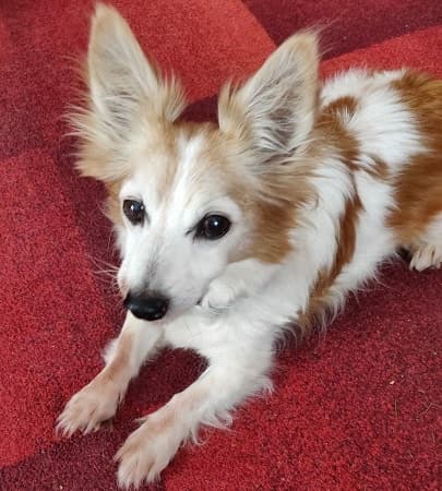 Best Buddy Ben! — Unknown