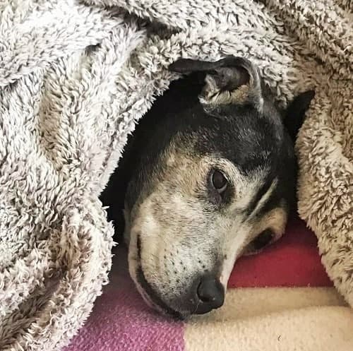 Snuggly GoGo — Unknown