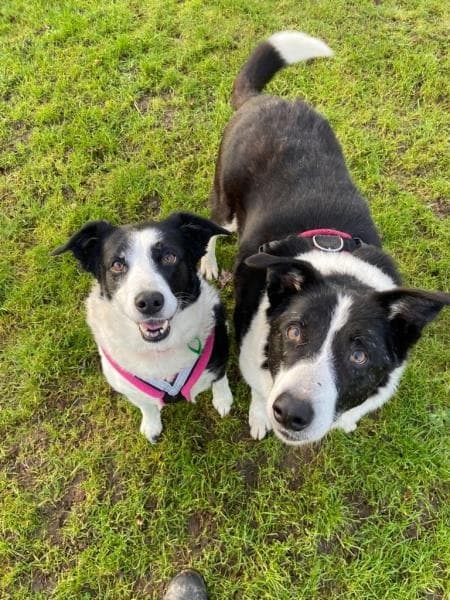 Lady & Trusty — Unknown