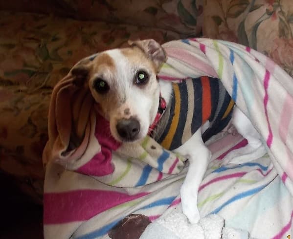 Belle loves blankets! — Unknown