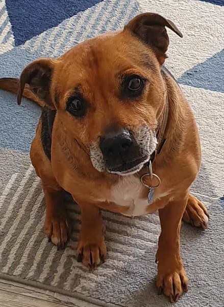 Genial gent Rufus — Unknown