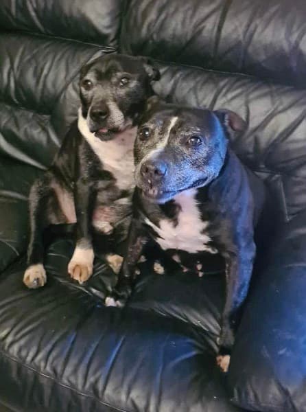 Fergal & Bella — Unknown