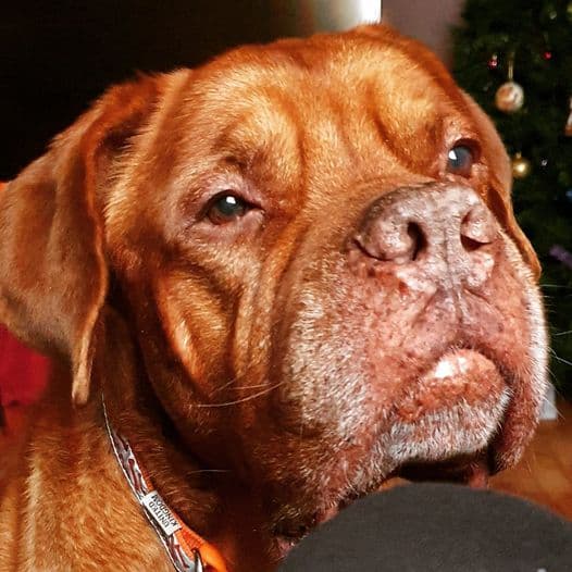 Handsome Hooch — Unknown