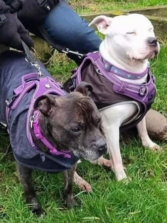 Tyson and Tnkerbell — Unknown