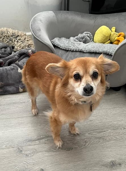 Timid, titian-haired Tina! — Unknown