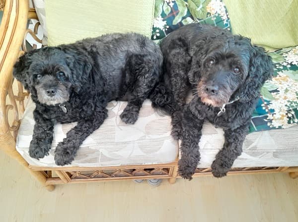 Gemma & Leo, cuddling duo! — Unknown