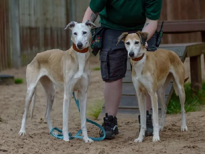Roxy & Bonnie — Unknown