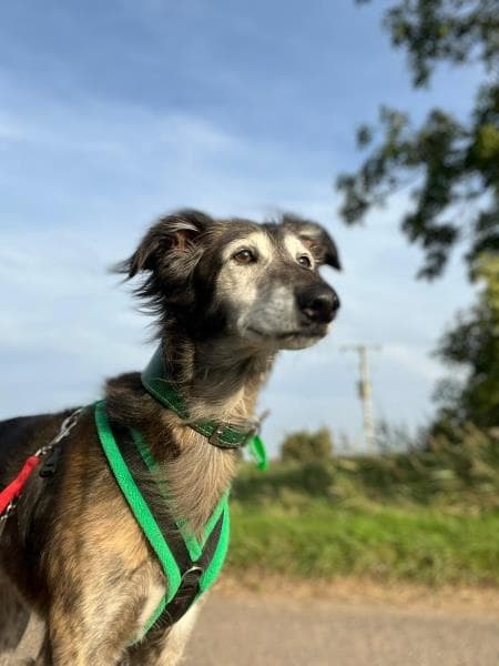 Sherlock — Unknown