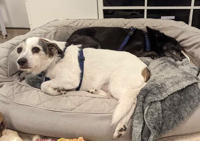 Misty & Poppy — Unknown