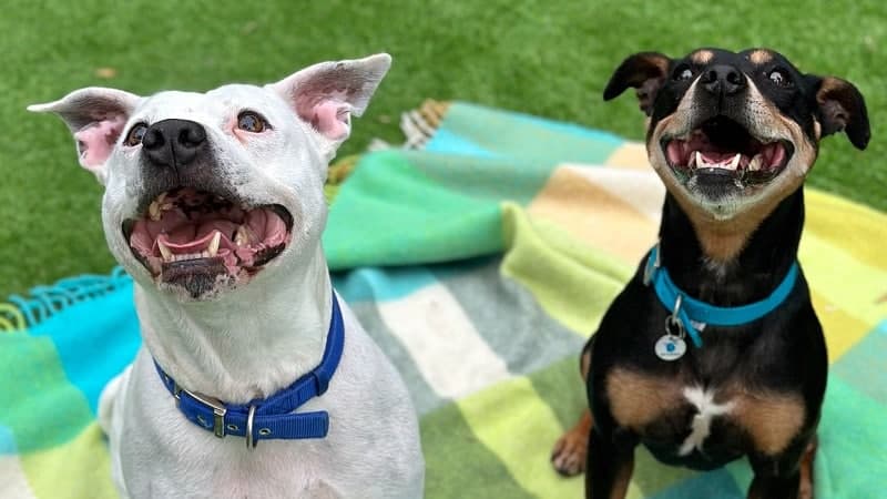 Poppy & Boycie — Unknown