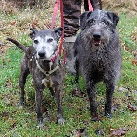 Bodie and Dumbledore — Unknown