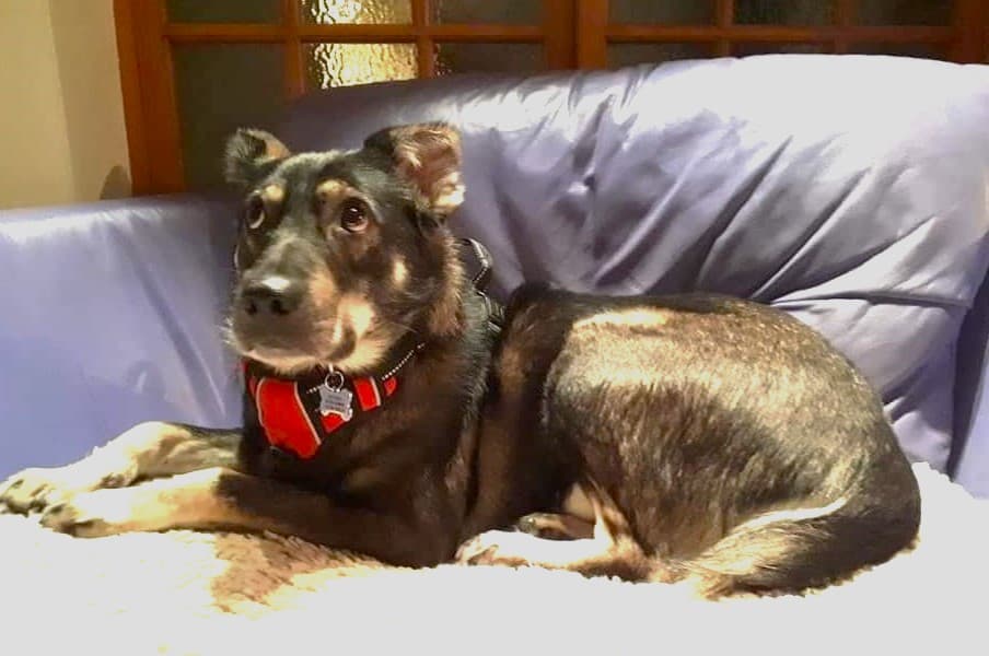 Mr Bumble — Unknown