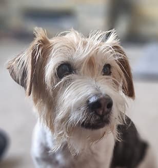 Cuddly George — Unknown